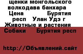 щенки монгольского волкодава банхара  › Цена ­ 5 000 - Бурятия респ., Улан-Удэ г. Животные и растения » Собаки   . Бурятия респ.